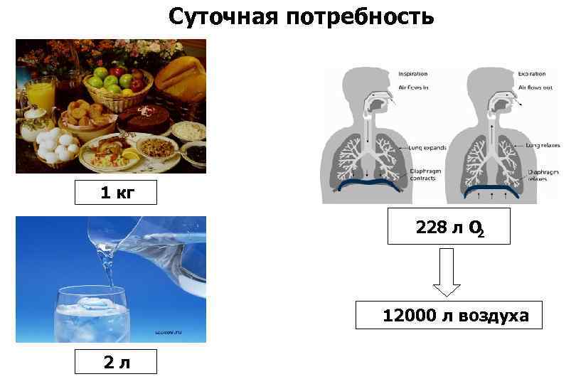 Суточная потребность 1 кг 228 л О 2 12000 л воздуха 2 л 