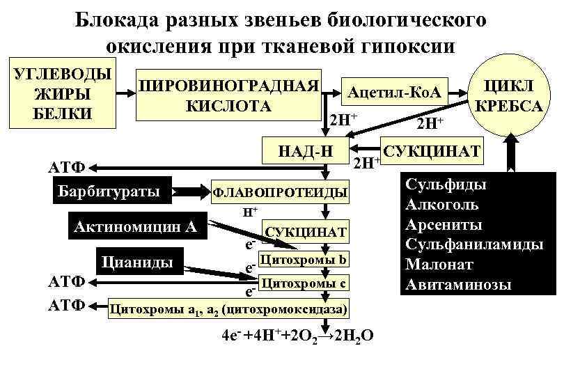 Блокада разных звеньев биологического окисления при тканевой гипоксии УГЛЕВОДЫ ЖИРЫ БЕЛКИ ПИРОВИНОГРАДНАЯ КИСЛОТА АТФ