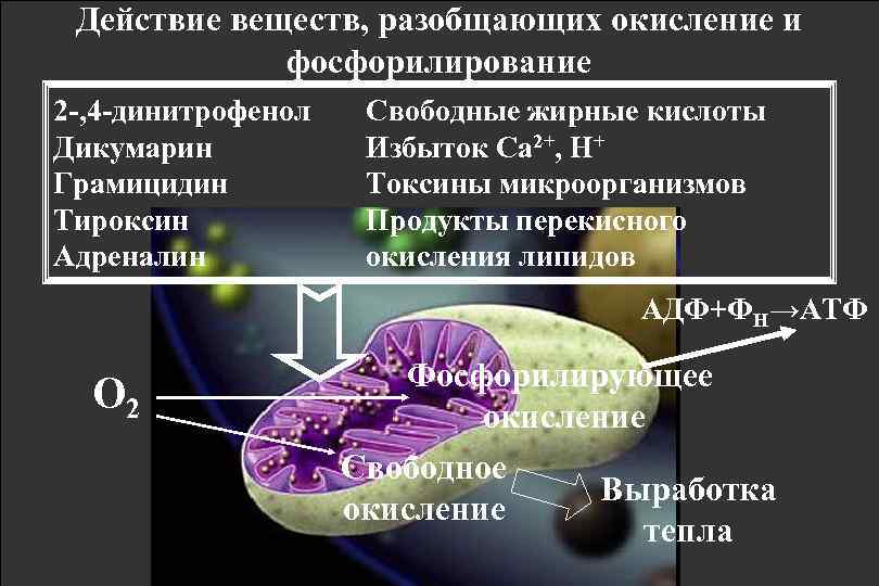 Действие веществ, разобщающих окисление и фосфорилирование 2 -, 4 -динитрофенол Дикумарин Грамицидин Тироксин Адреналин