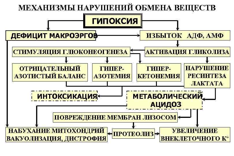 МЕХАНИЗМЫ НАРУШЕНИЙ ОБМЕНА ВЕЩЕСТВ ГИПОКСИЯ ДЕФИЦИТ МАКРОЭРГОВ ИЗБЫТОК АДФ, АМФ СТИМУЛЯЦИЯ ГЛЮКОНЕОГЕНЕЗА ОТРИЦАТЕЛЬНЫЙ АЗОТИСТЫЙ