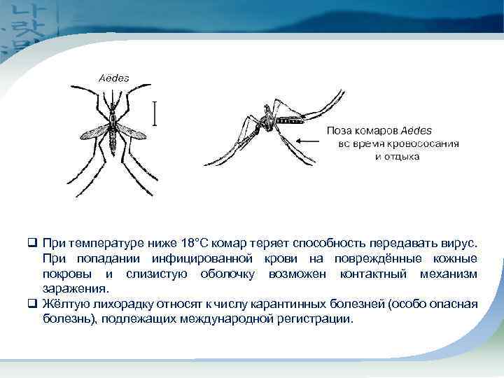 q При температуре ниже 18°С комар теряет способность передавать вирус. При попадании инфицированной крови