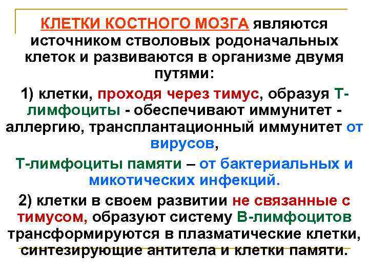 КЛЕТКИ КОСТНОГО МОЗГА являются источником стволовых родоначальных клеток и развиваются в организме двумя путями:
