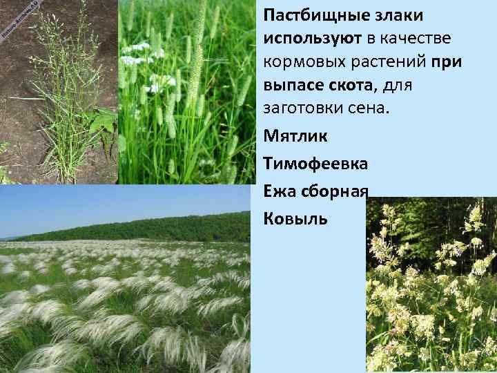 Пастбищные злаки используют в качестве кормовых растений при выпасе скота, для заготовки сена. Мятлик