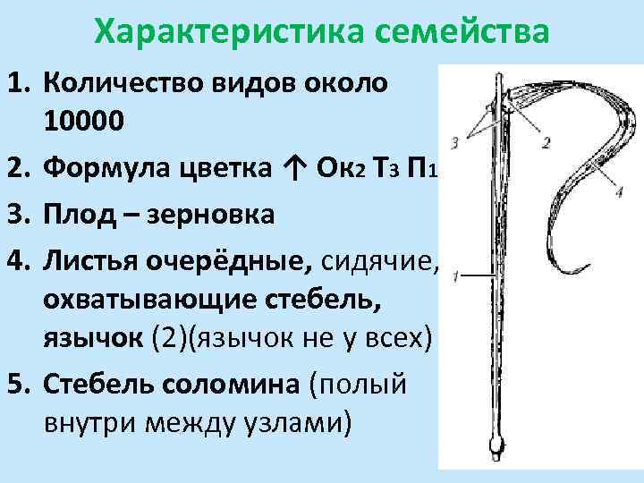 Характеристика семейства 1. Количество видов около 10000 2. Формула цветка ↑ Ок 2 Т