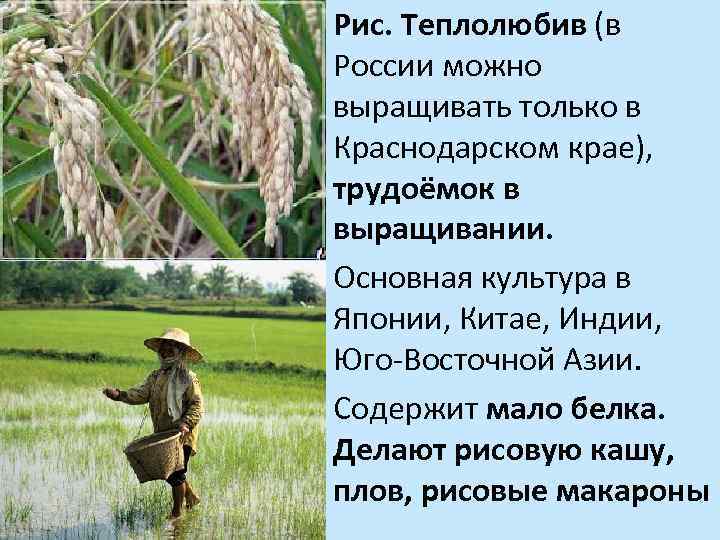 Рис. Теплолюбив (в России можно выращивать только в Краснодарском крае), трудоёмок в выращивании. Основная