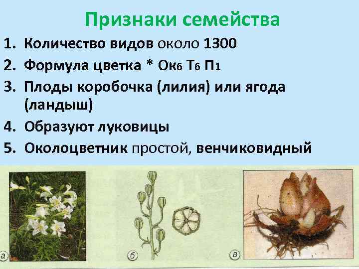 Признаки семейства 1. Количество видов около 1300 2. Формула цветка * Ок 6 Т