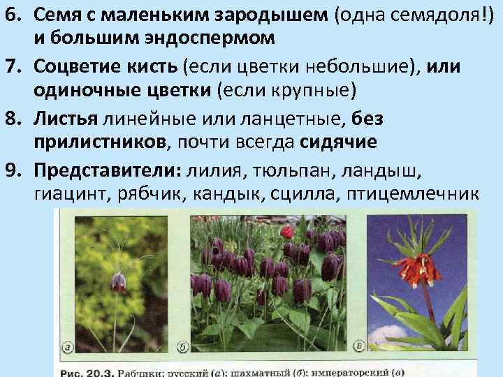 6. Семя с маленьким зародышем (одна семядоля!) и большим эндоспермом 7. Соцветие кисть (если