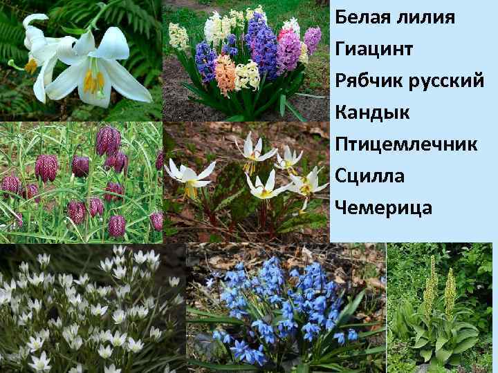 Белая лилия Гиацинт Рябчик русский Кандык Птицемлечник Сцилла Чемерица 