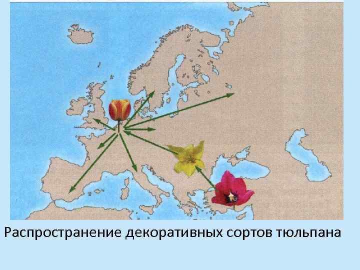 Распространение декоративных сортов тюльпана 