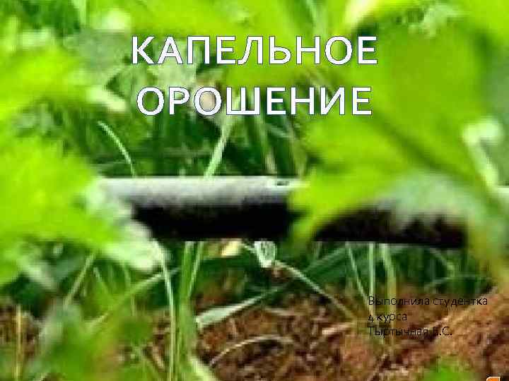 КАПЕЛЬНОЕ ОРОШЕНИЕ Выполнила студентка 4 курса Тыртычная Е. С. 