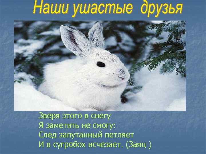 Зверя этого в снегу Я заметить не смогу: След запутанный петляет И в сугробох