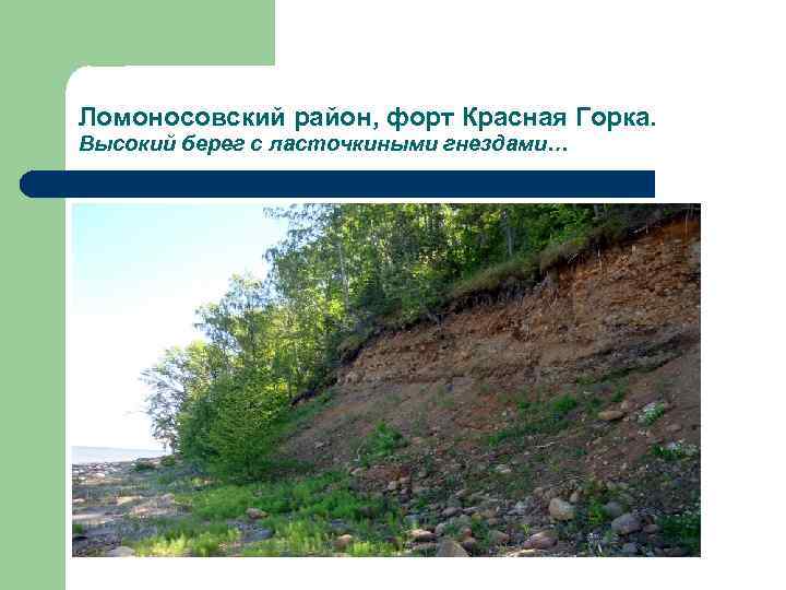 Ломоносовский район, форт Красная Горка. Высокий берег с ласточкиными гнездами… 