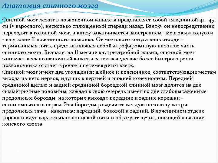 Анатомия спинного мозга Спинной мозг лежит в позвоночном канале и представляет собой тяж длиной