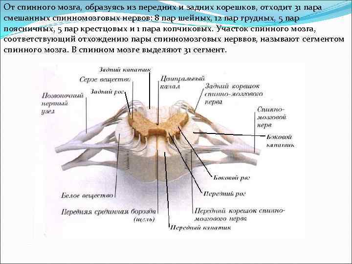 От спинного мозга, образуясь из передних и задних корешков, отходит 31 пара смешанных спинномозговых