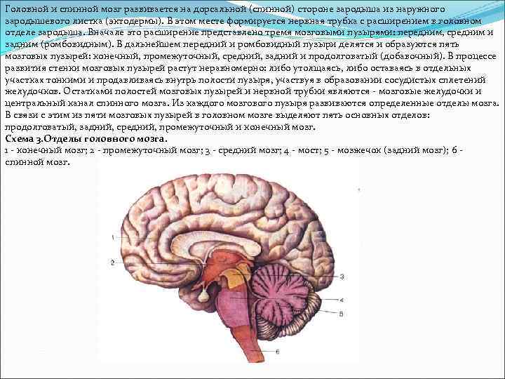 Головной и спинной мозг развивается на дорсальной (спинной) стороне зародыша из наружного зародышевого листка