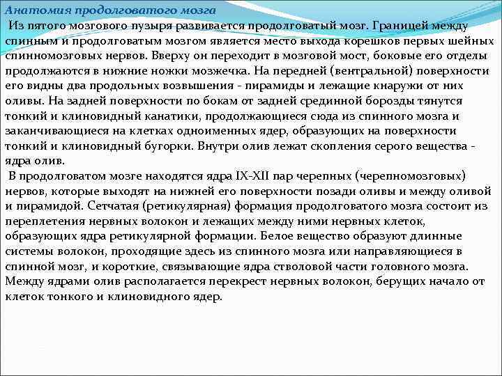 Анатомия продолговатого мозга Из пятого мозгового пузыря развивается продолговатый мозг. Границей между спинным и