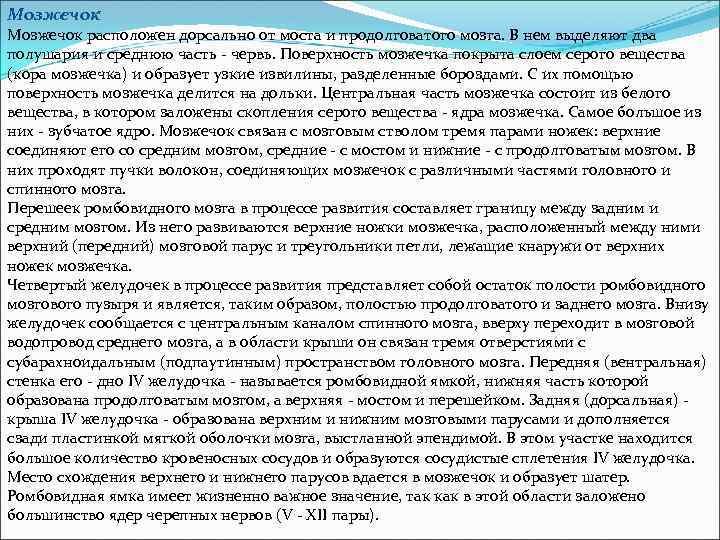 Мозжечок расположен дорсально от моста и продолговатого мозга. В нем выделяют два полушария и