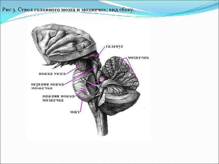 Рис 3. Ствол головного мозга и мозжечок; вид сбоку. 