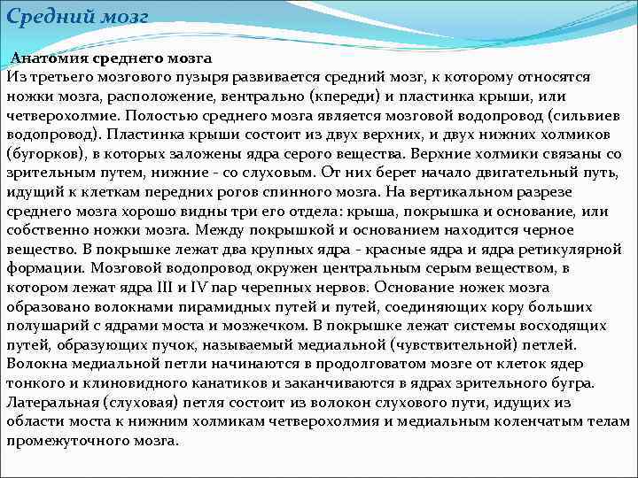 Средний мозг Анатомия среднего мозга Из третьего мозгового пузыря развивается средний мозг, к которому