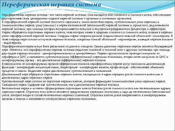 Переферическая нервная система Периферическая нервная система - это часть нервной системы. Она находится вне