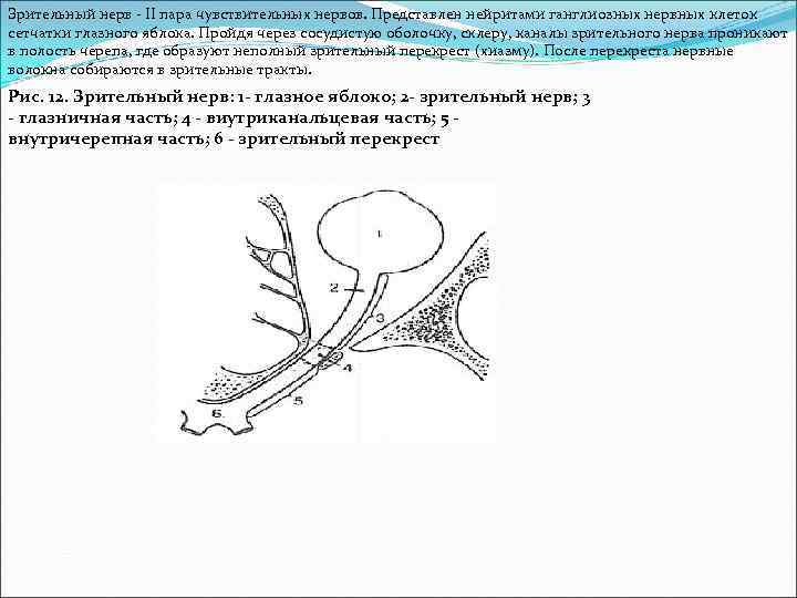 Зрительный нерв - II пара чувствительных нервов. Представлен нейритами ганглиозных нервных клеток сетчатки глазного
