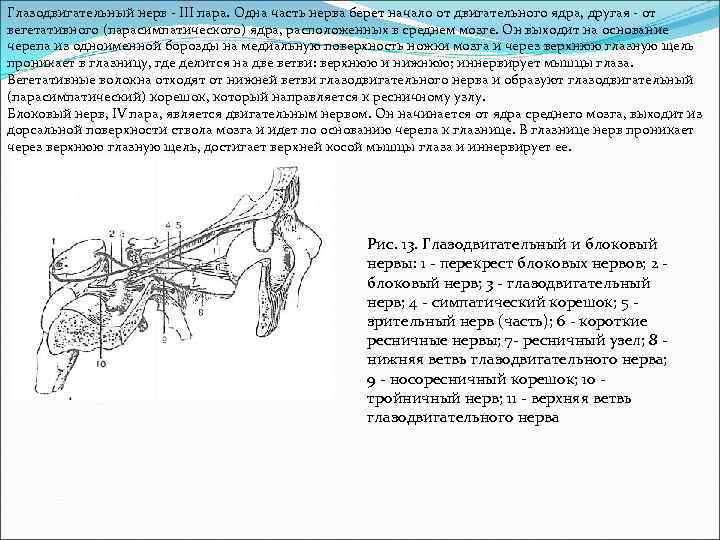 Глазодвигательный нерв - III пара. Одна часть нерва берет начало от двигательного ядра, другая