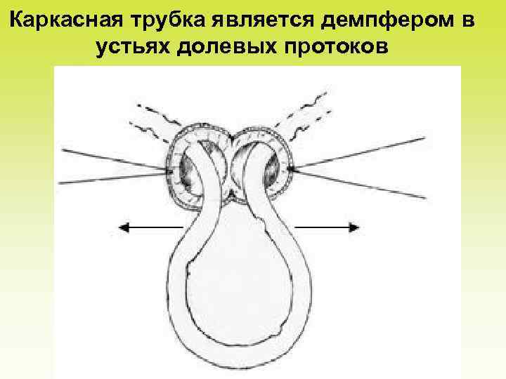 Каркасная трубка является демпфером в устьях долевых протоков 