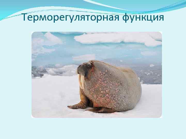 Терморегуляторная функция 