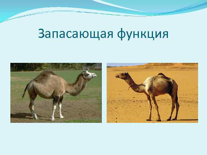 Запасающая функция 