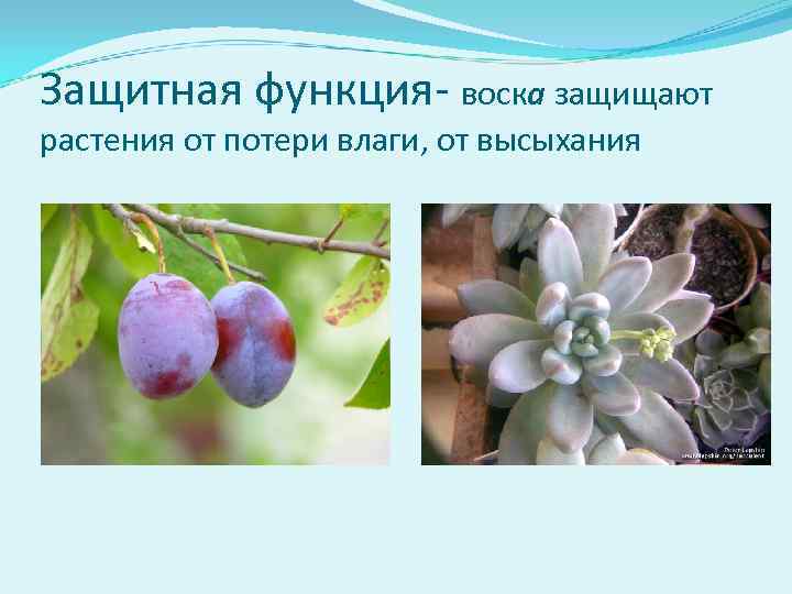 Защитная функция- воска защищают растения от потери влаги, от высыхания 