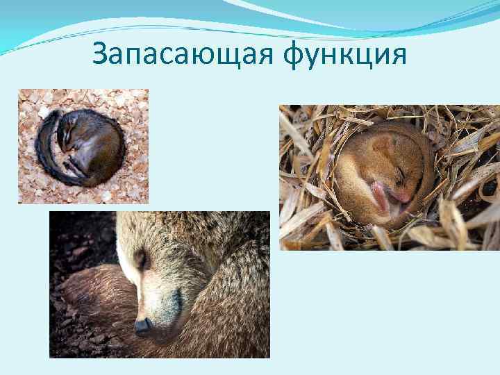 Запасающая функция 