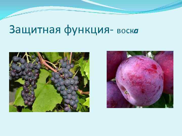 Защитная функция- воска 