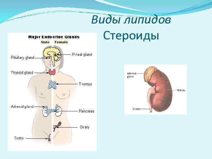 Виды липидов Стероиды 