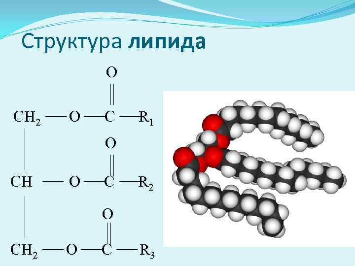 Структура липида O CH 2 O C R 1 O CH O C R