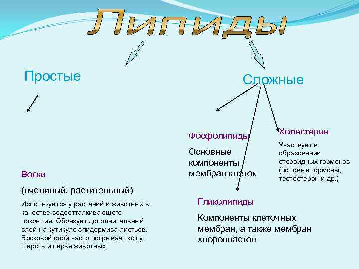 Простые Сложные Фосфолипиды Воски Основные компоненты мембран клеток Холестерин Участвует в образовании стероидных гормонов
