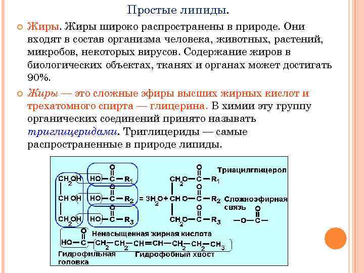 Простые липиды. Жиры широко распространены в природе. Они входят в состав организма человека, животных,
