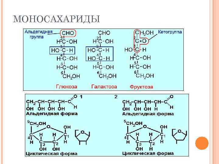 МОНОСАХАРИДЫ 