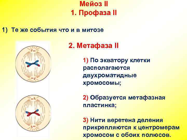 Мейоз 10 класс профильный уровень презентация