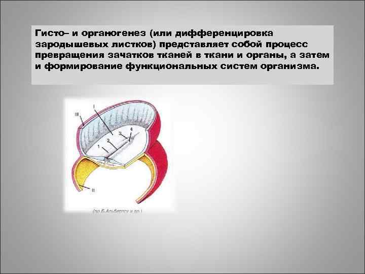 Гисто– и органогенез (или дифференцировка зародышевых листков) представляет собой процесс превращения зачатков тканей в
