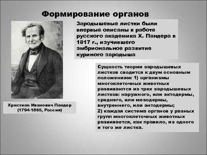 Формирование органов Зародышевые листки были впервые описаны в работе русского академика X. Пандера в
