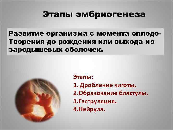 Этапы эмбриогенеза Развитие организма с момента оплодо. Творения до рождения или выхода из зародышевых