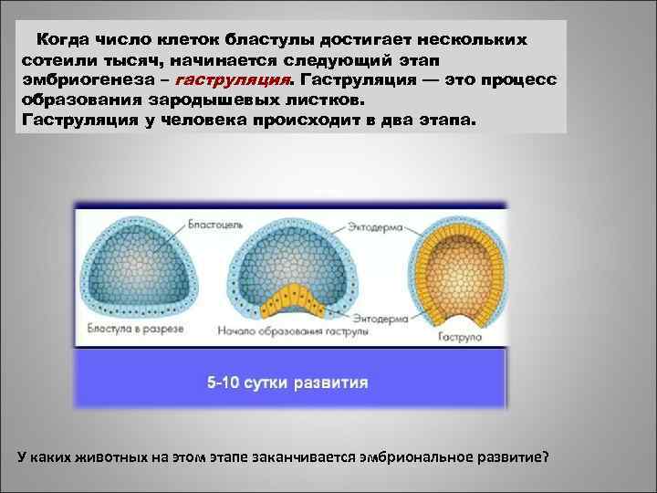 Когда число клеток бластулы достигает нескольких сотеили тысяч, начинается следующий этап эмбриогенеза – гаструляция.