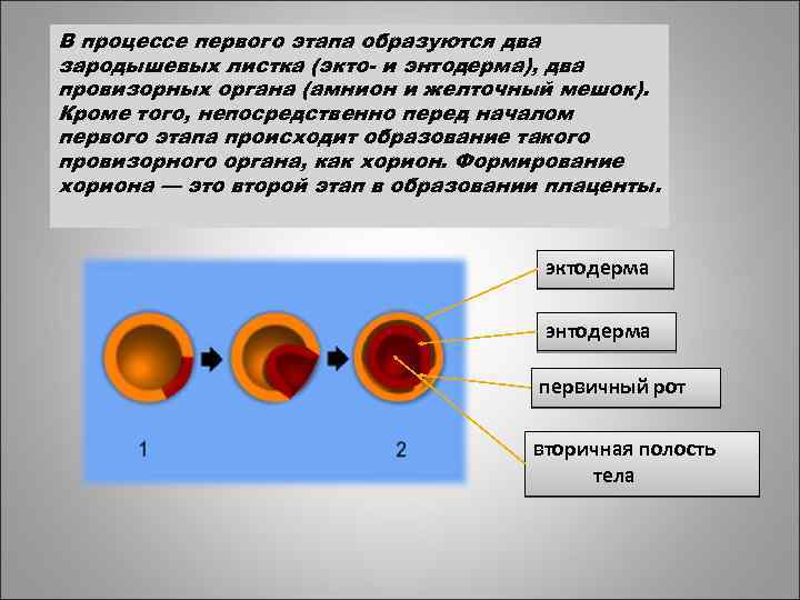 В процессе первого этапа образуются два зародышевых листка (экто- и энтодерма), два провизорных органа