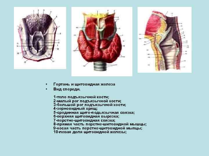  • • Гортань и щитовидная железа Вид спереди. 1 -тело подъязычной кости; 2