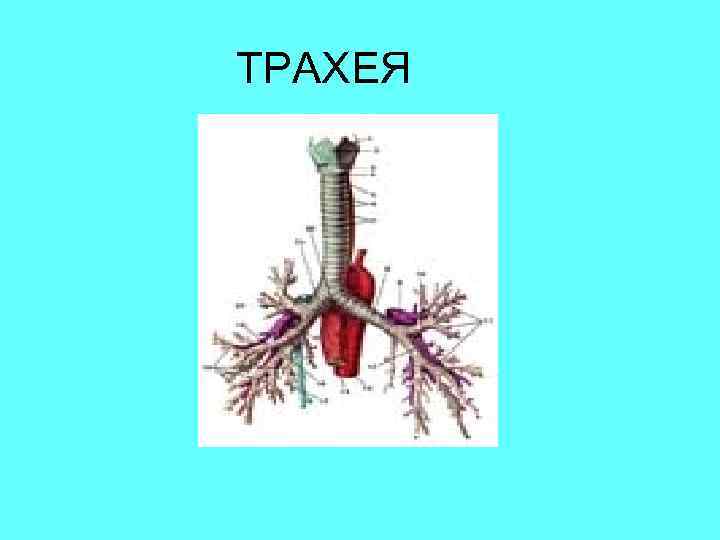ТРАХЕЯ 