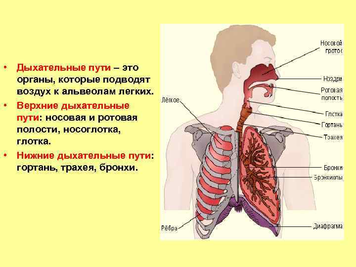  • Дыхательные пути – это органы, которые подводят воздух к альвеолам легких. •