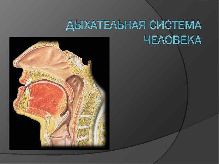 ДЫХАТЕЛЬНАЯ СИСТЕМА ЧЕЛОВЕКА 