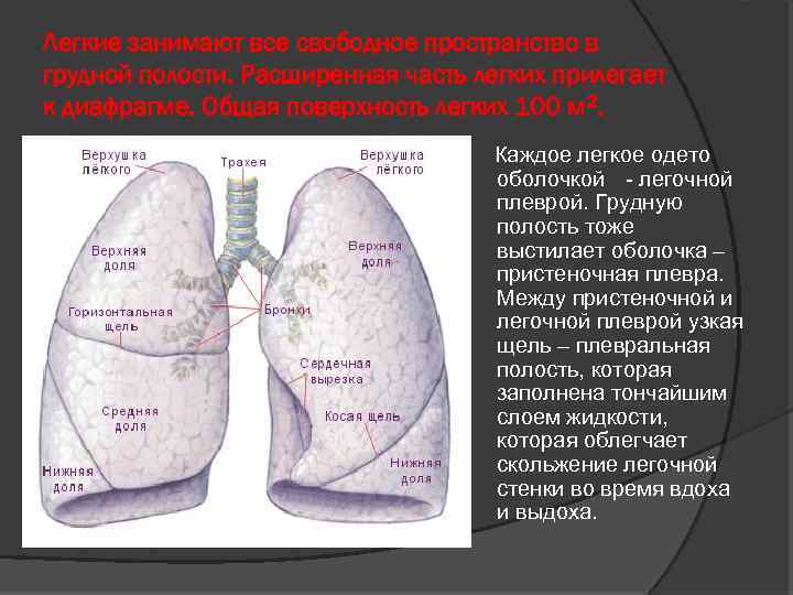 Легкие занимают все свободное пространство в грудной полости. Расширенная часть легких прилегает к диафрагме.