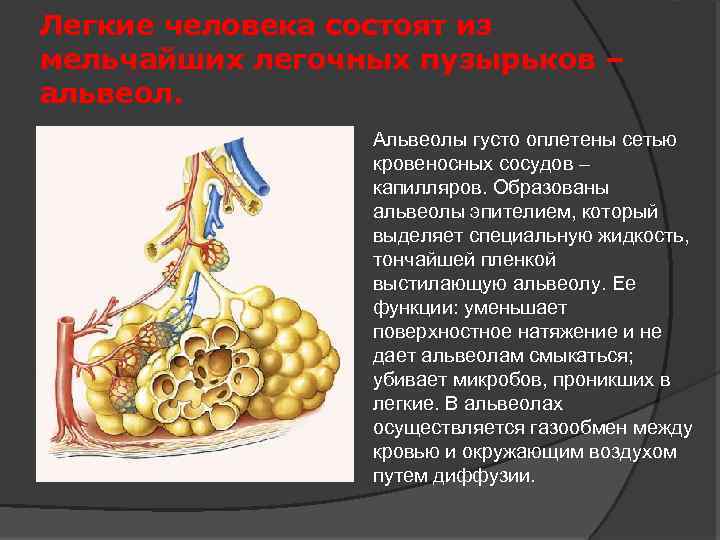 Легкие человека состоят из мельчайших легочных пузырьков – альвеол. Альвеолы густо оплетены сетью кровеносных