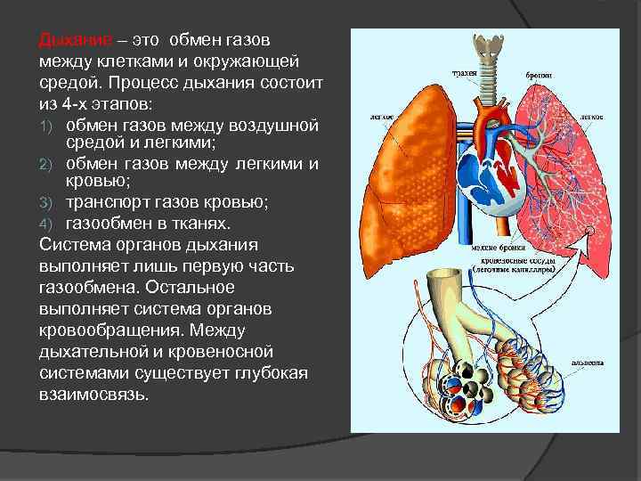 Дыхание – это обмен газов между клетками и окружающей средой. Процесс дыхания состоит из